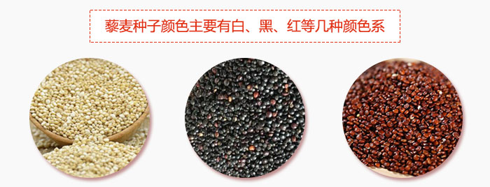藜麥種子顏色主要有白、黑、紅等幾種顏色系，營養(yǎng)成分相差不大，其中白色口感好，黑、紅色口感相對差些，籽粒也較小。