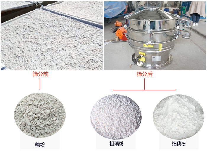 蓮藕淀粉曬干，采用304不銹鋼材質(zhì)藕粉振動(dòng)篩篩分后前后對比效果圖展示。