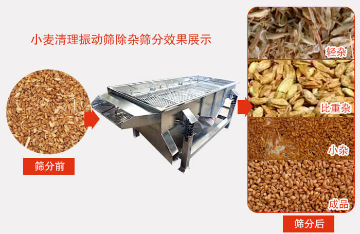 小麥清理振動篩小麥篩分效果展示圖可同時篩分出輕雜，比重雜，小雜，成品等四個等級。